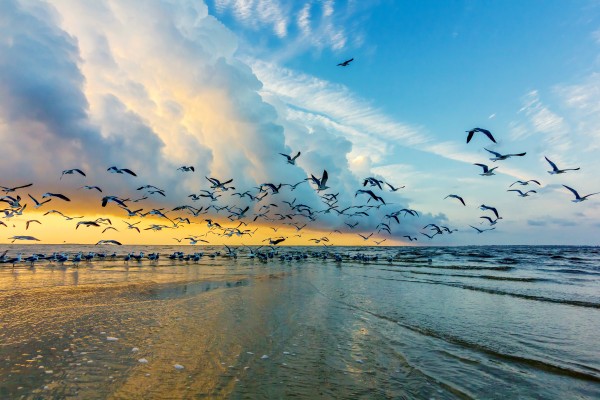 Birds at Sunrise by JMcCool